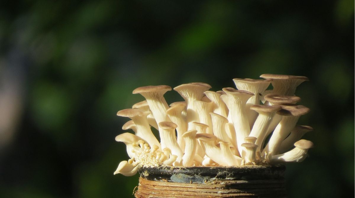 Apa Ciri-Ciri Jamur Tiram Yang Sudah Siap Panen?